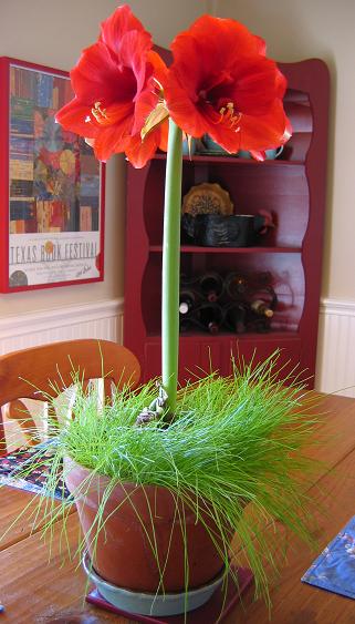 Red trumpets